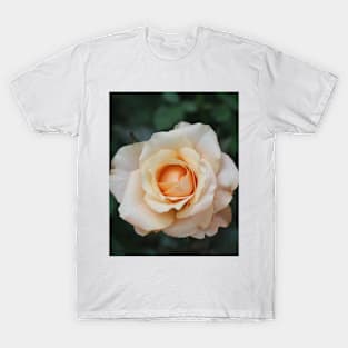 White rose blossom with bright yellow center T-Shirt